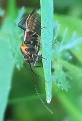 Capsodes flavomarginatus