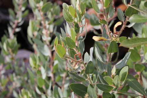 Arctostaphylos columbiana, 2026-10-25