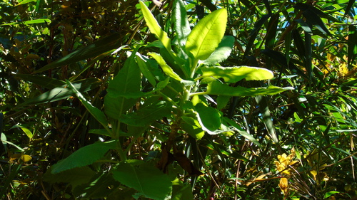 Senecio observed 2026-10-25