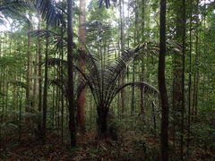 Astrocaryum paramaca