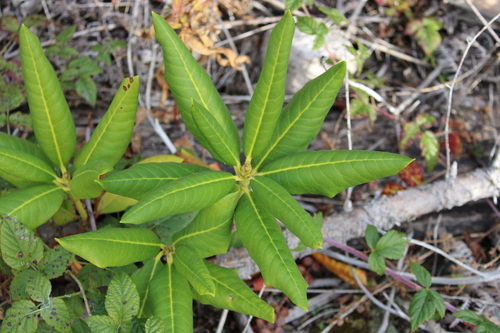 Rhododendron macrophyllum, 2026-10-25