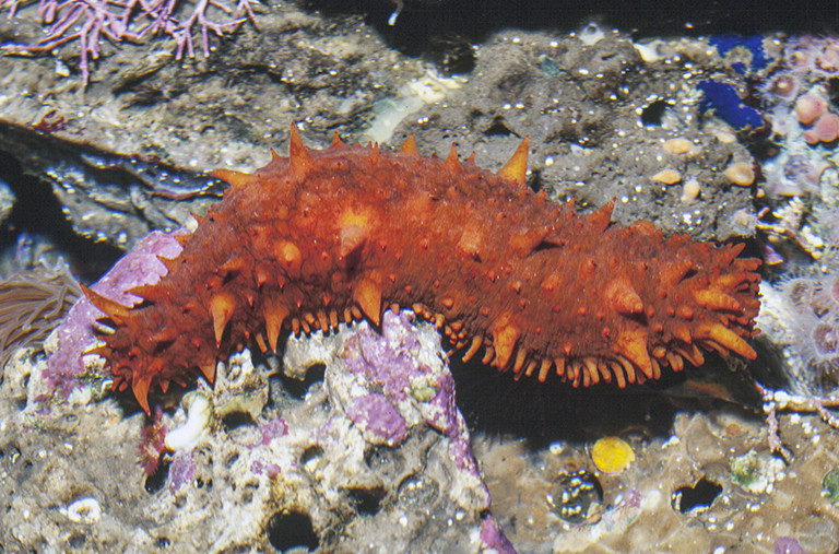 Giant California Sea Cucumber (Echinoderms of the North Eastern Pacific