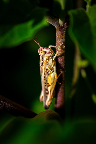 Texas Range Grasshopper