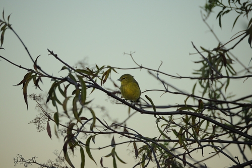 Orange-crowned Warbler