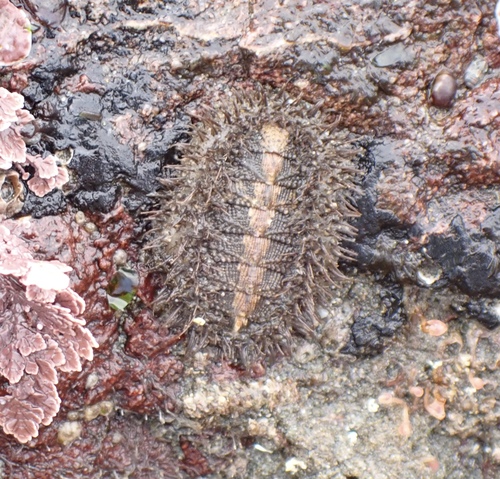 Mopalia muscosa, 2026-10-25