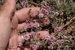 Lessingia tenuis