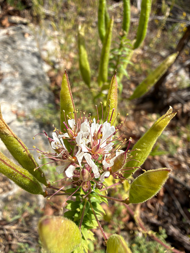 redwhisker clammyweed