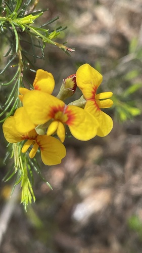 Dillwynia glaberrima observed 2026-10-26