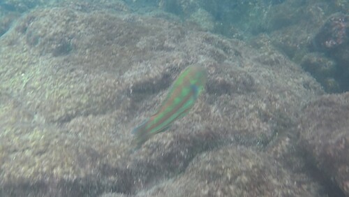 Thalassoma purpureum observed 2026-10-21