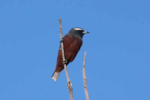 Artamus superciliosus, 2026-10-17