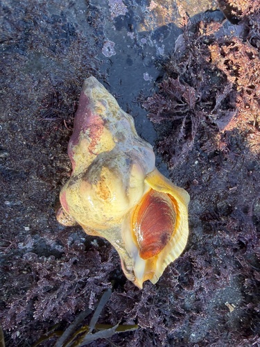 Kelletia kelletia, 2026-10-25