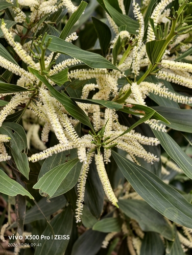 Acacia mangium observed 2026-10-26