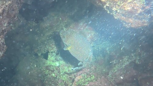 Arothron meleagris observed 2026-10-21