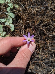 Brodiaea orcuttii