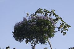 Jacaranda copaia