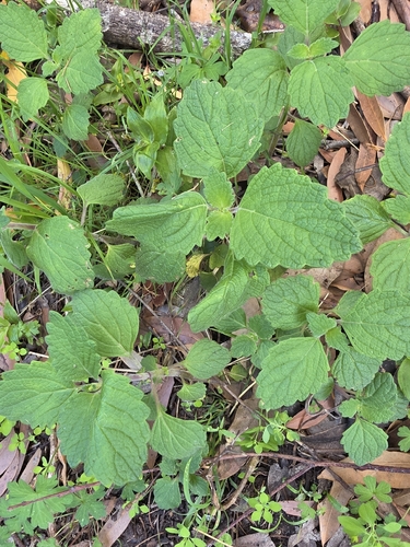 Coleus australis observed 2026-10-26