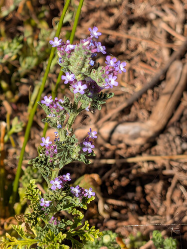 Supine vervain (Verbena supina)