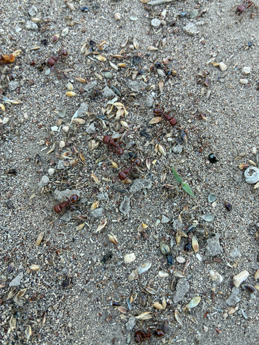 Red Harvester Ant