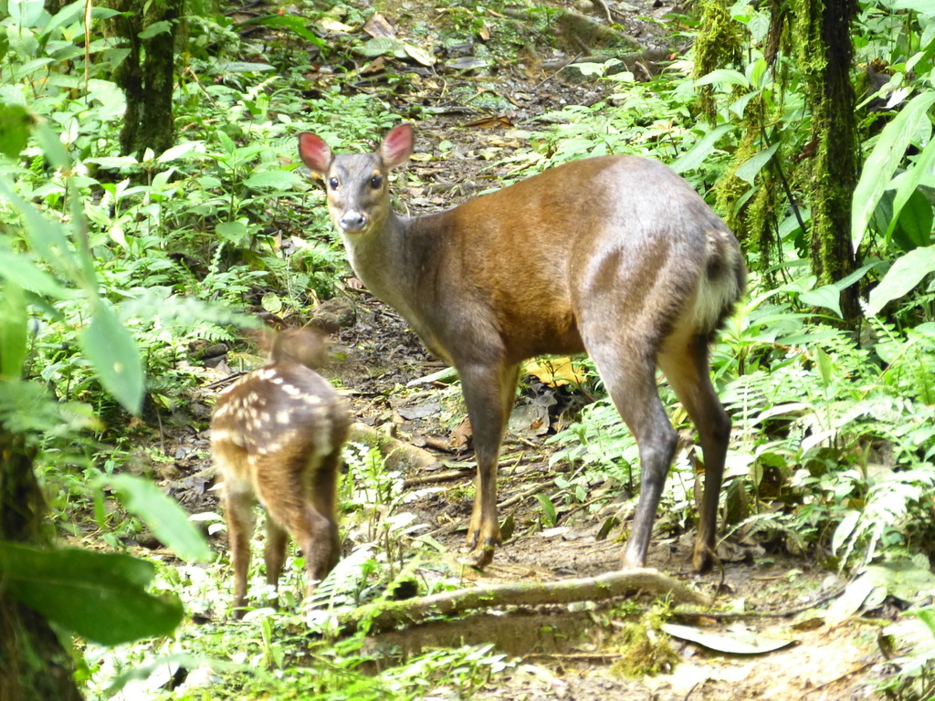 (Mazama americana gualea) - Know Your Mammals