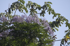 Jacaranda copaia