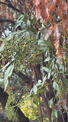 Sambucus mexicana observed 2026-10-22