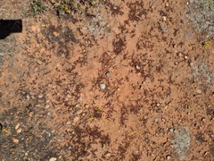 Chorizanthe polygonoides longispina