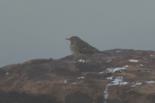 American Pipit