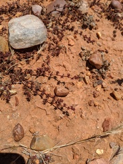 Chorizanthe polygonoides longispina
