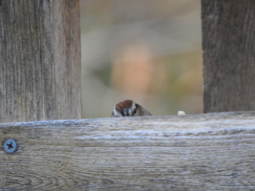 Chipping Sparrow