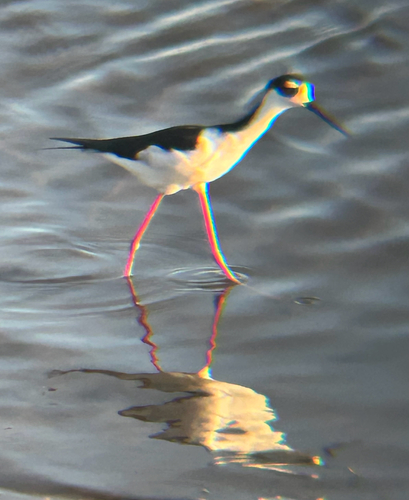 Black-necked Stilt