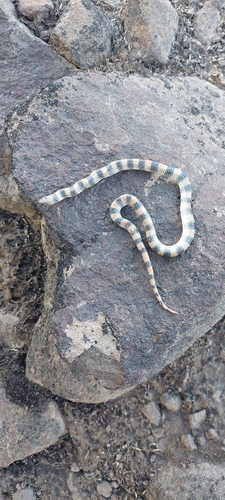 Ground Snake