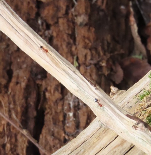 Shiny Acrobat Ant