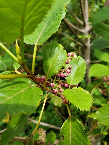 Aristotelia serrata observed 2026-10-26