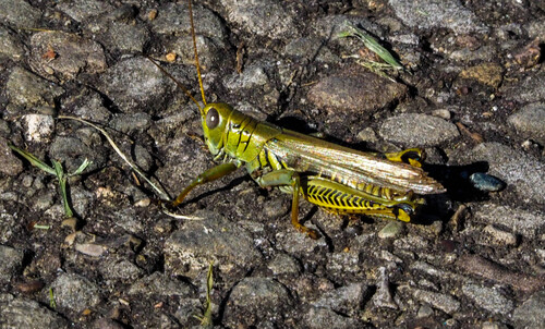 Differential Grasshopper