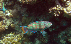 Scarus fuscopurpureus