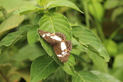 Neptidopsis ophione nucleata