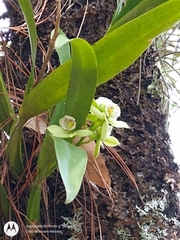Prosthechea radiata