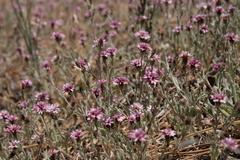 Lessingia tenuis