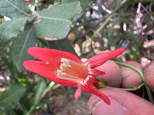 Penstemon observed 2026-10-25