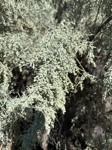 Fourwing Saltbush