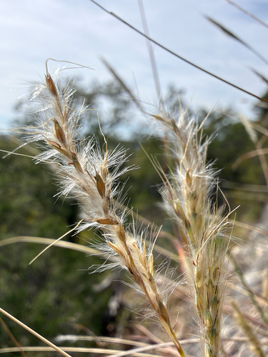 silver bluestem