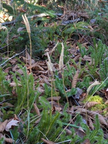 Lycopodium clavatum observed 2026-10-25