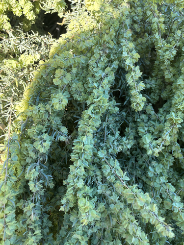 Fourwing Saltbush