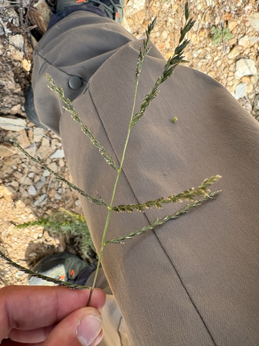 Disakisperma dubium observed 2026-10-24