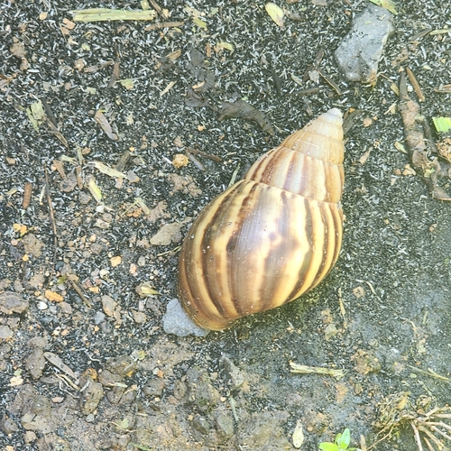 Achatina fulica observed 2026-10-26