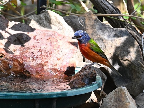 Painted Bunting