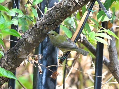 Painted Bunting