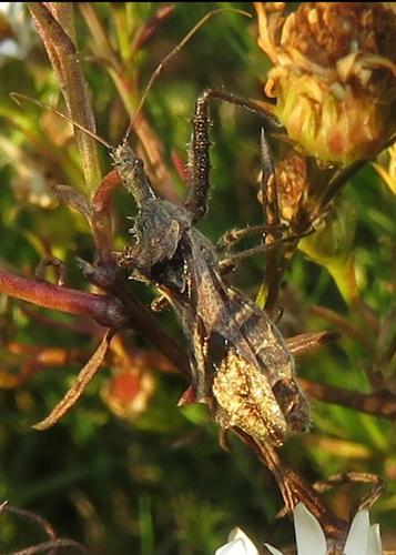 Spined Assassin Bug