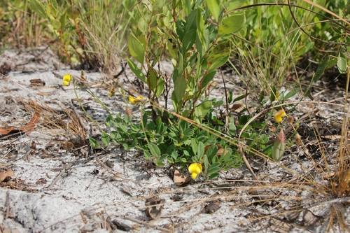 Crotalaria observed 2026-10-25
