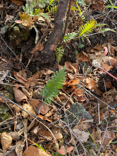 Polypodium virginianum observed 2026-10-24